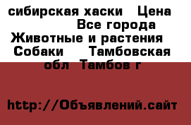 l: сибирская хаски › Цена ­ 10 000 - Все города Животные и растения » Собаки   . Тамбовская обл.,Тамбов г.